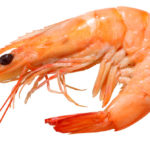 What do shrimp eat ?