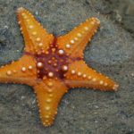 What do starfish eat ?