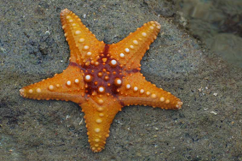 What do starfish eat ?