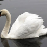 What do swans eat ?