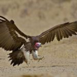 What do vultures eat ?