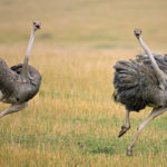 What do ostriches  eat ?