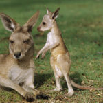 What do kangaroos eat ?