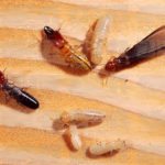 What do Termite eat ?