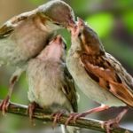 What do sparrows eat ?