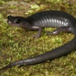 What do Salamanders eat ?