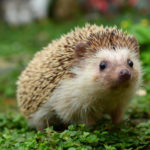 What do hedgehogs eat ?