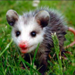 What do possums eat ?