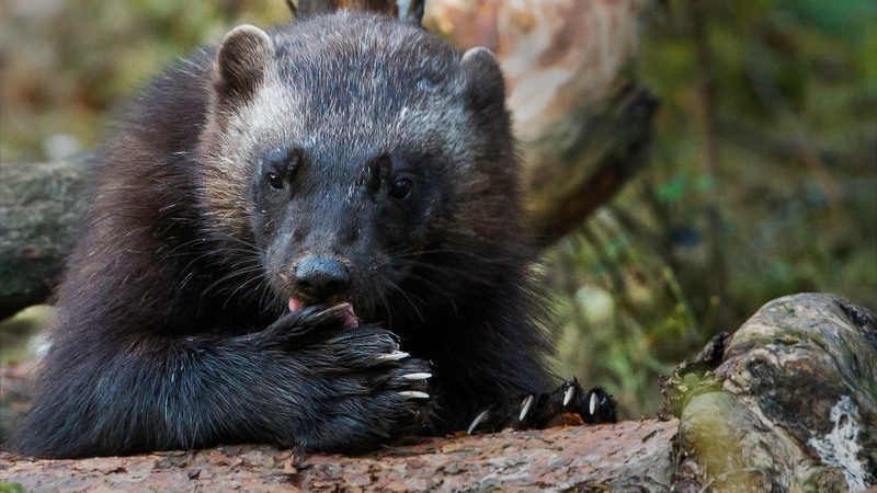 What do Wolverines eat ?