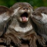 What do otters eat ?