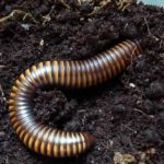 What do millipedes eat ?