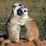 What do meerkats eat ?