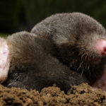 What do moles eat ?