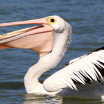 What do Pelicans eat ?