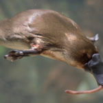 What do Platypus eat ?