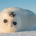 What do seals eat ?