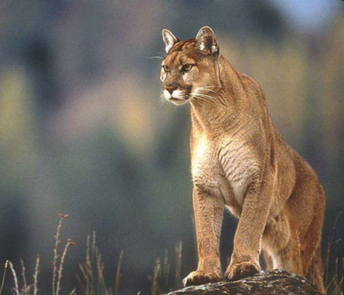 show me pictures of a puma