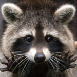 What do raccoons eat ?