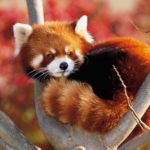 What do red pandas eat ?