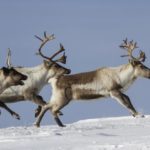 What do reindeer eat ?