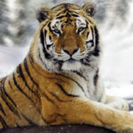 What do Siberian Tigers eat ?