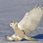 What do snowy owls eat ?