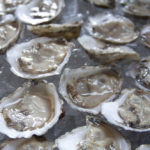 What do oysters eat ?