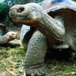 What do tortoises eat ?