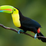 What do toucans eat ?