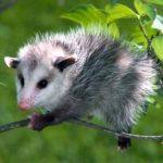 What do opossums eat ?