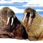 What do Walruses eat ?