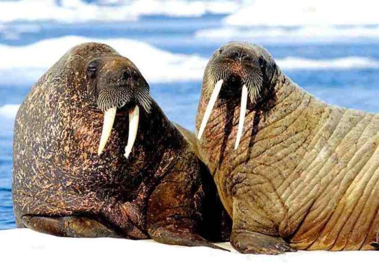 What do Walruses eat