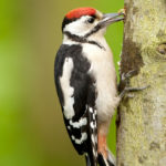 What do Woodpeckers eat ?