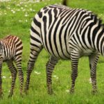 What do Zebras eat ?