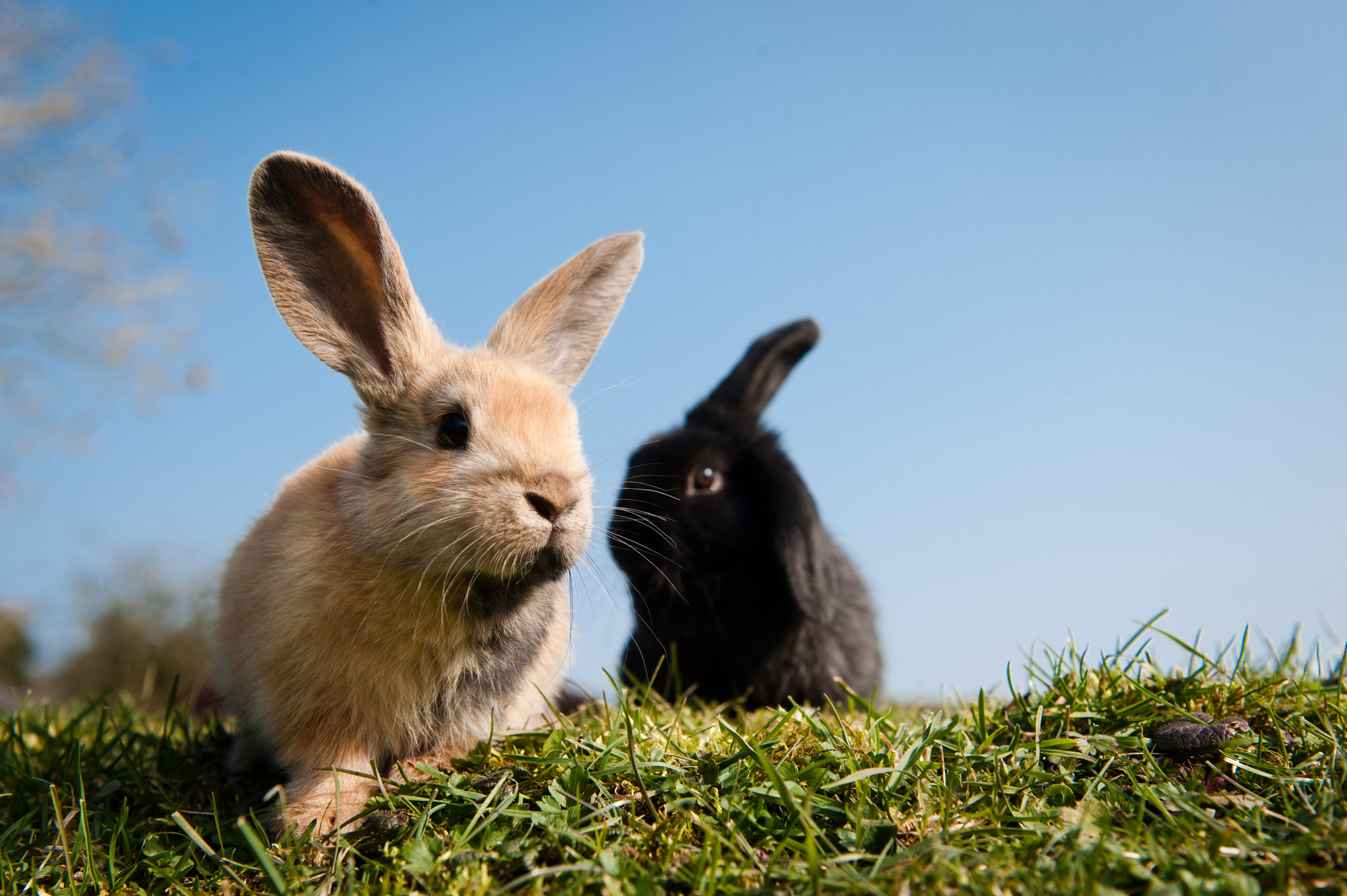 Зайчик официально. Кролик. Красивый кролик. Кролик фото. Зайчата фото.