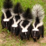 Where do skunks live ?
