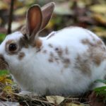Can rabbits eat oats ?