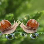 Where do snails live ?