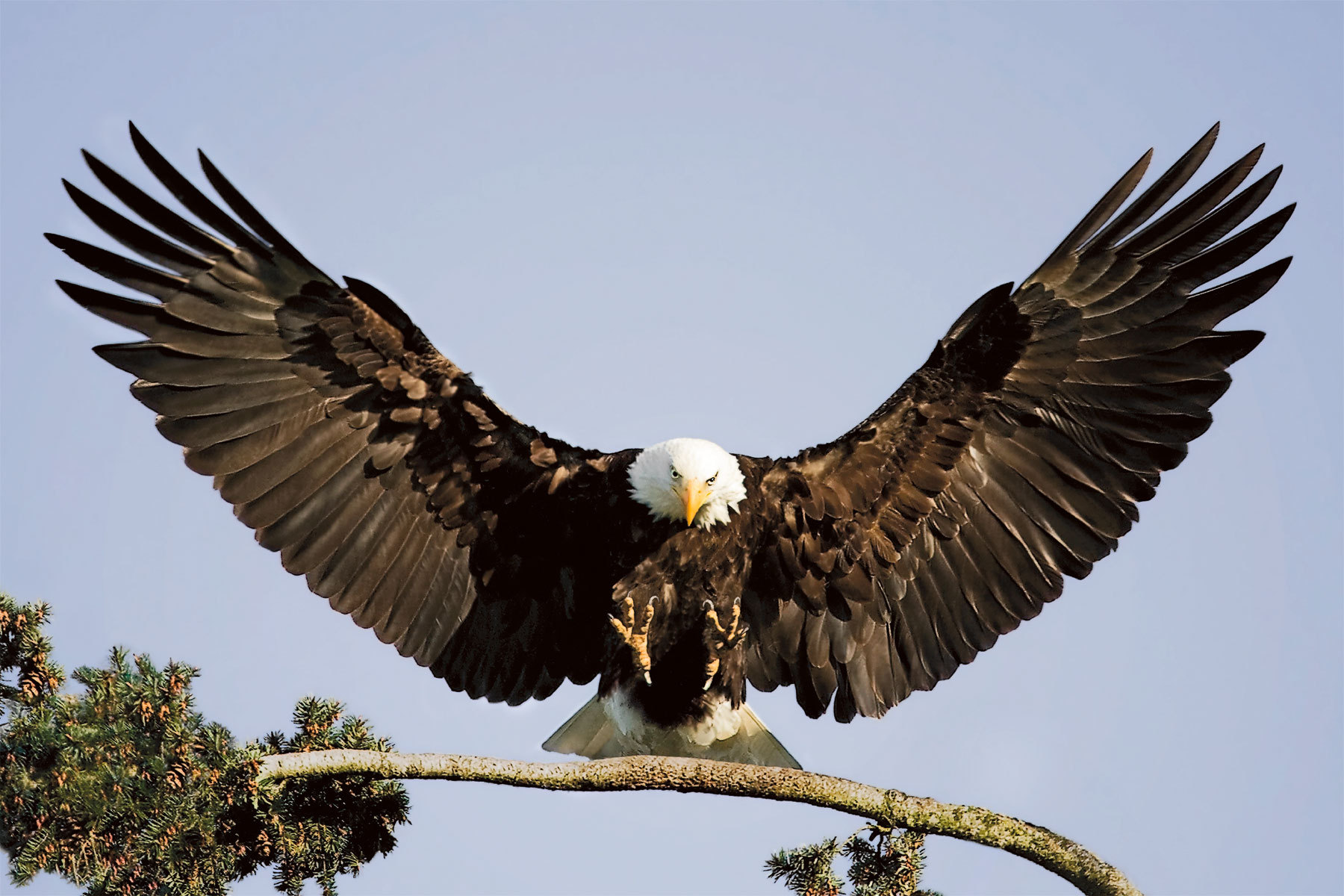 What Does Eagles Wings Mean In The Bible