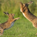 What do hares eat ?