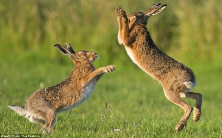 what-do-hares-eat