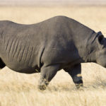 What do black rhinos eat ?