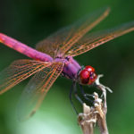 Where do dragonflies live ?