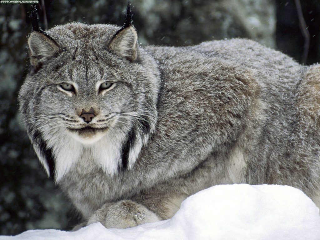 What do lynx eat