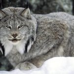 What do lynx eat ?