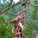 What do giraffes eat while in captivyit ?