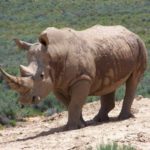 Where do rhinos live ?