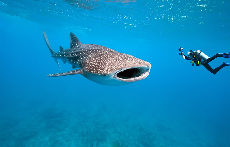 where-do-whale-shark-live