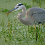 What do herons eat ?