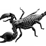 Where do Scorpions live ?